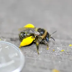 Drury's Long-horned Bee thumbnail 3