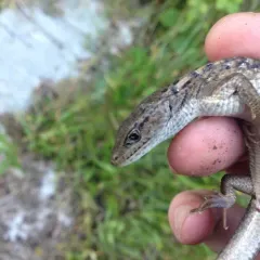 Northern Alligator Lizard thumbnail 2