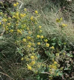 sickle alfalfa thumbnail 3
