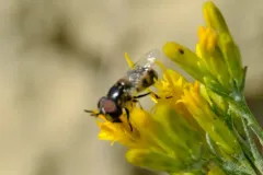 Hairy-horned Bromeliad Fly thumbnail 2