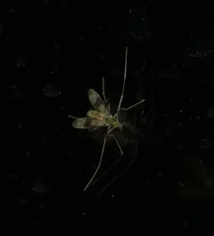 Stenochironomus pulchripennis thumbnail 2