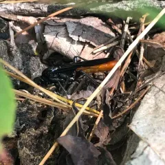 Protichneumon grandis thumbnail 1