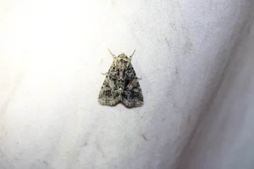 Campion Coronet