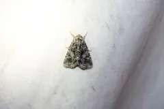 Campion Coronet thumbnail 1