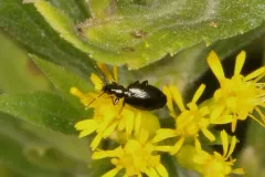 Lebia pumila thumbnail 2