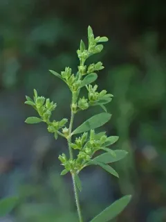 Cluster-stemmed Nailwort thumbnail 2