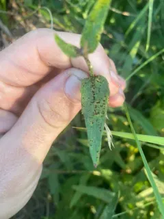 Puccinia hieracii thumbnail 1