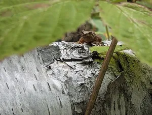 Spring Peeper thumbnail 2