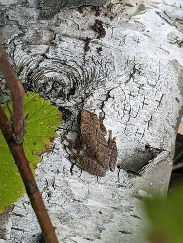 Spring Peeper