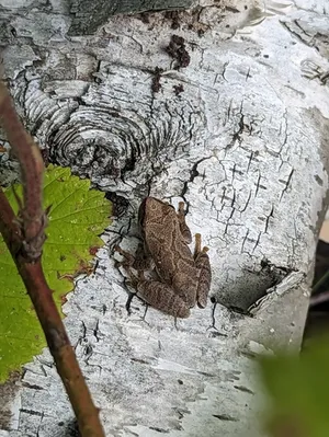 Spring peeper