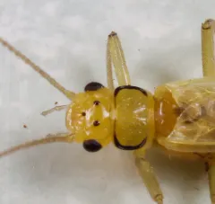 Margined Sallfly thumbnail 1