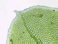 Long-beaked Thyme-moss thumbnail 3