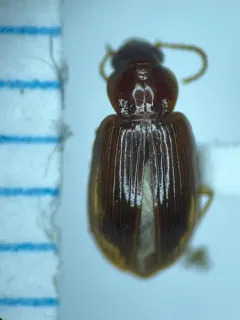 European Harp Ground Beetle thumbnail 4