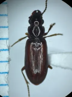 Stink Beetle thumbnail 2