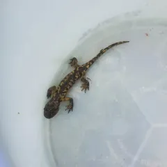 Western Tiger Salamander thumbnail 3