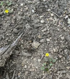 purple-stemmed monkeyflower thumbnail 4