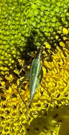 Tamarack Tree Cricket thumbnail 4