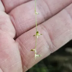 bracted sedge thumbnail 4
