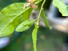 Goji Mite thumbnail 2