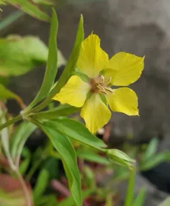 Lowland Loosestrife thumbnail 4