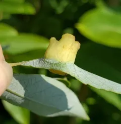 Willow leaf gall midge thumbnail 3