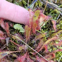 Great Sundew thumbnail 4