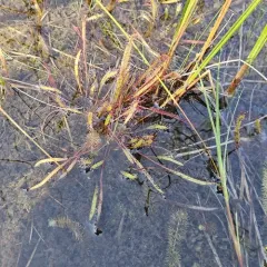 Slenderleaf Sundew thumbnail 3