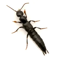 Tasgius ater thumbnail 1