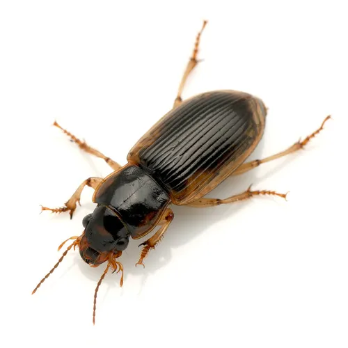 Anisodactylus discoideus