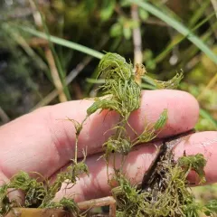common stonewort thumbnail 3