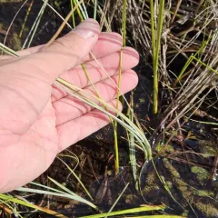livid sedge thumbnail 4