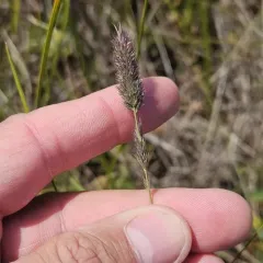 Marsh Muhly thumbnail 2