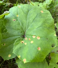 Coltsfoot Gall Rust thumbnail 2