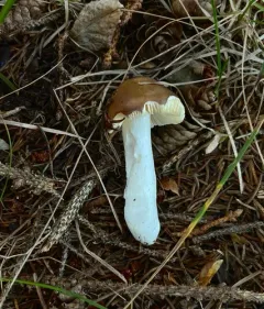Russula squalida thumbnail 2