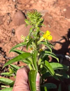 Oakes' Evening-primrose thumbnail 2