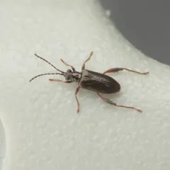 Girdle-horned Pond Lily Leaf Beetle thumbnail 3