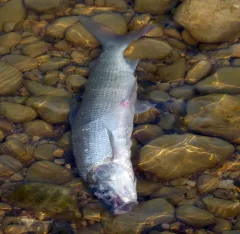 Lake Whitefish thumbnail 3
