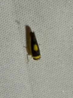 Colladonus furculatus thumbnail 2