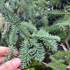 noble fir thumbnail 3