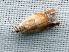 Epinotia terracoctana thumbnail 4