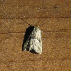 Large Hypenodes Moth thumbnail 4