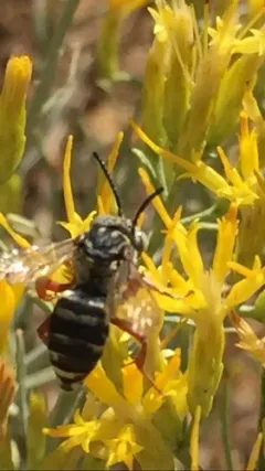 Triepeolus micropygius thumbnail 2