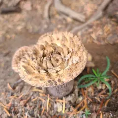 Turbinellus kauffmanii thumbnail 2