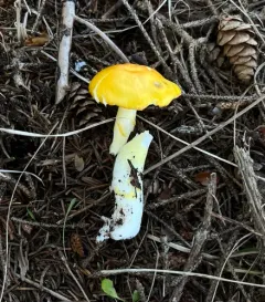 Peck's Yellow Dust Amanita thumbnail 4
