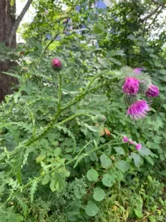 Welted Thistle thumbnail 4