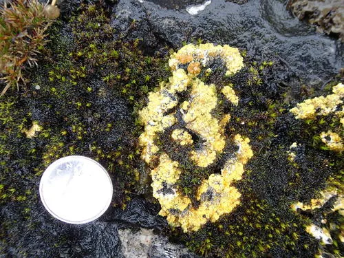 Bracted Sulphur Lichen