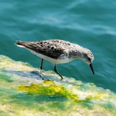 Semipalmated Sandpiper thumbnail 4