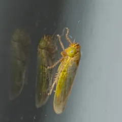Grypotes puncticollis thumbnail 4