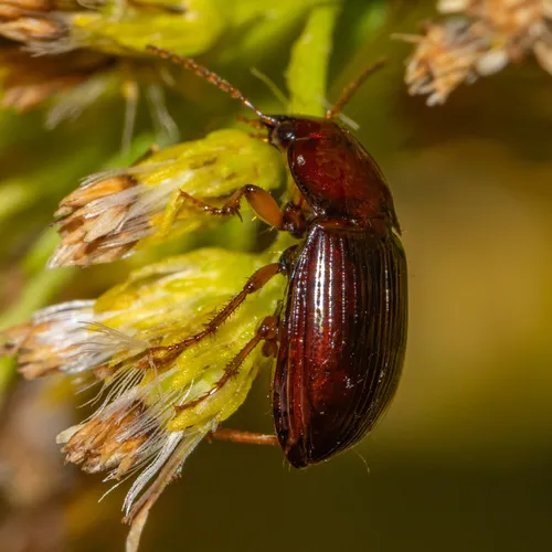 Red Harp Ground Beetle