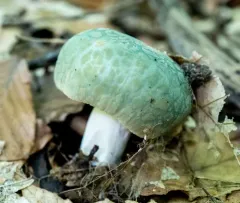Blue-green Cracking Russula thumbnail 3
